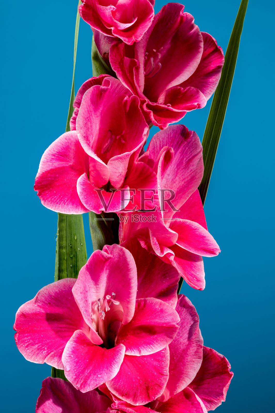 盛开的粉红色剑兰邀请在蓝色背景上照片摄影图片