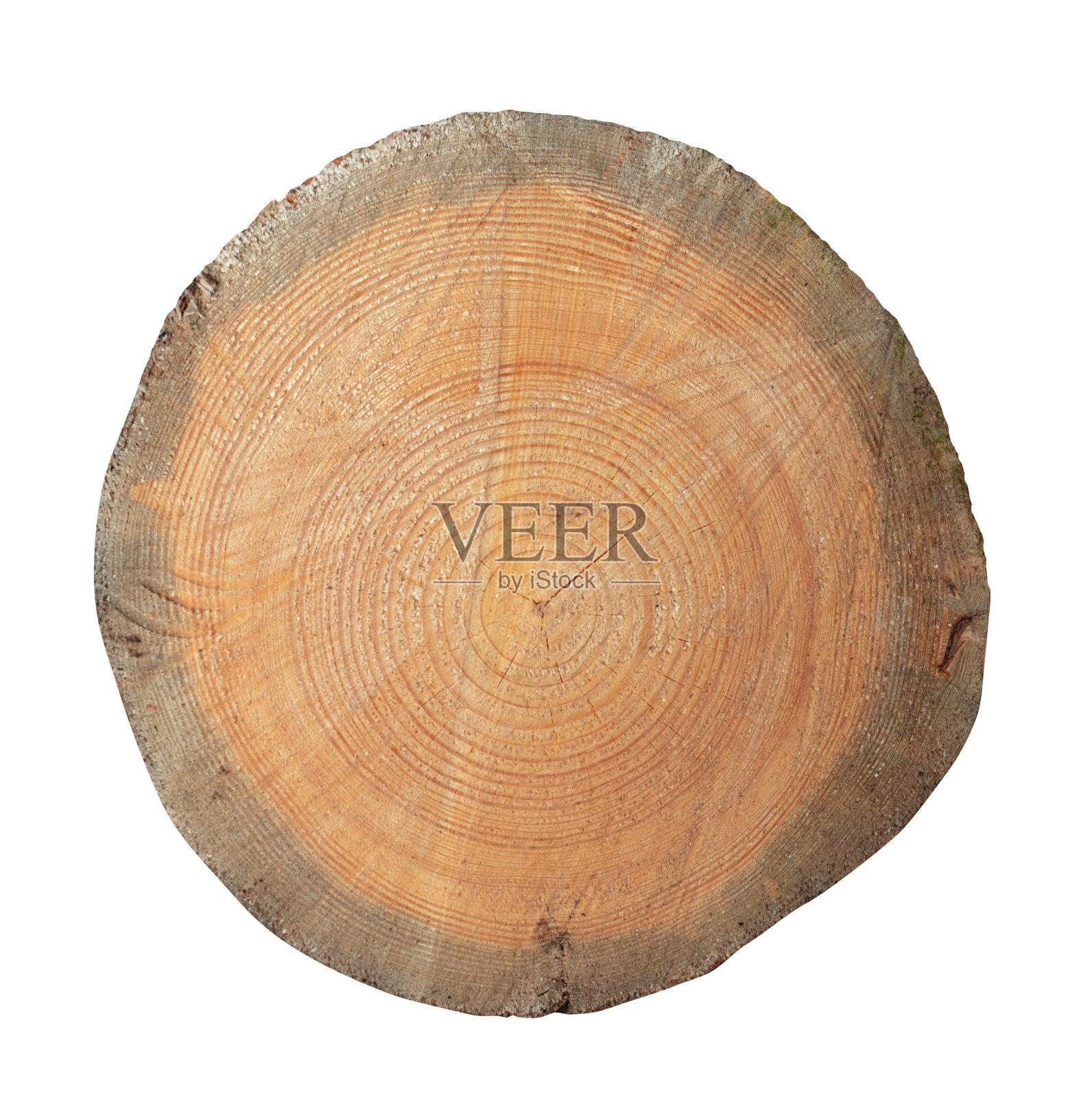 具年轮的树的切片残桩。孤立。文件与剪辑路径。照片摄影图片