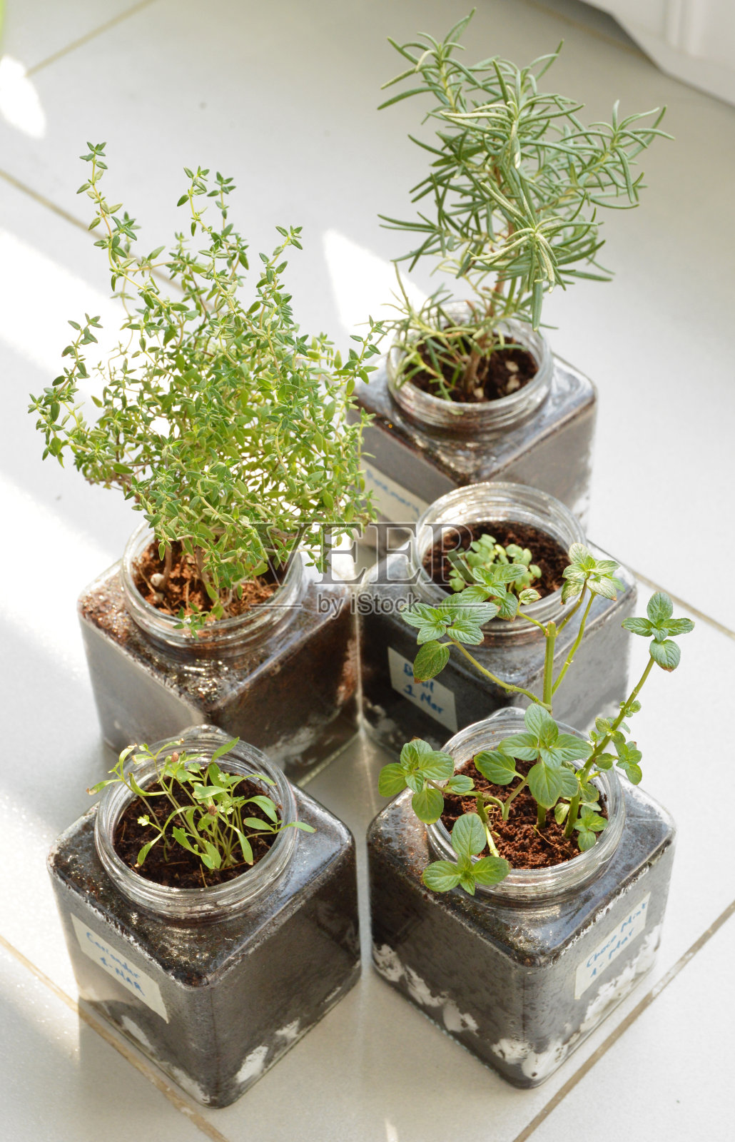 在家里的玻璃罐里种植草药照片摄影图片