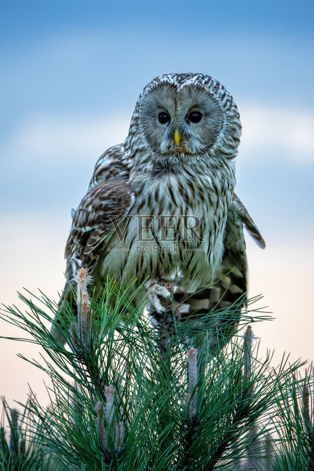 荷兰日落时的乌拉尔猫头鹰照片摄影图片