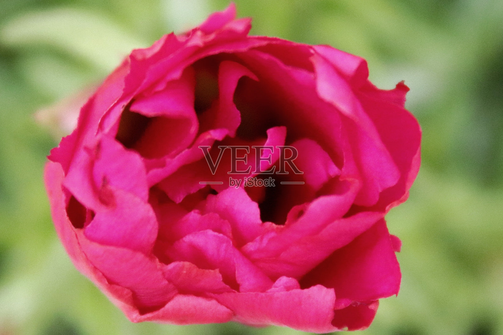 种植鲜花照片摄影图片