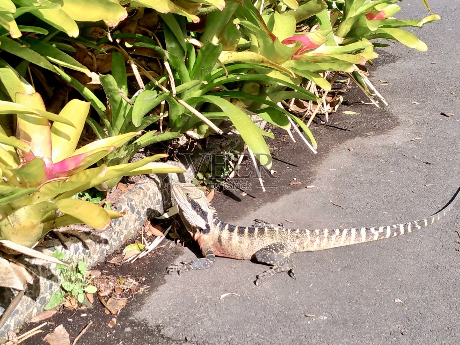蓝色的舌头。澳大利亚照片摄影图片