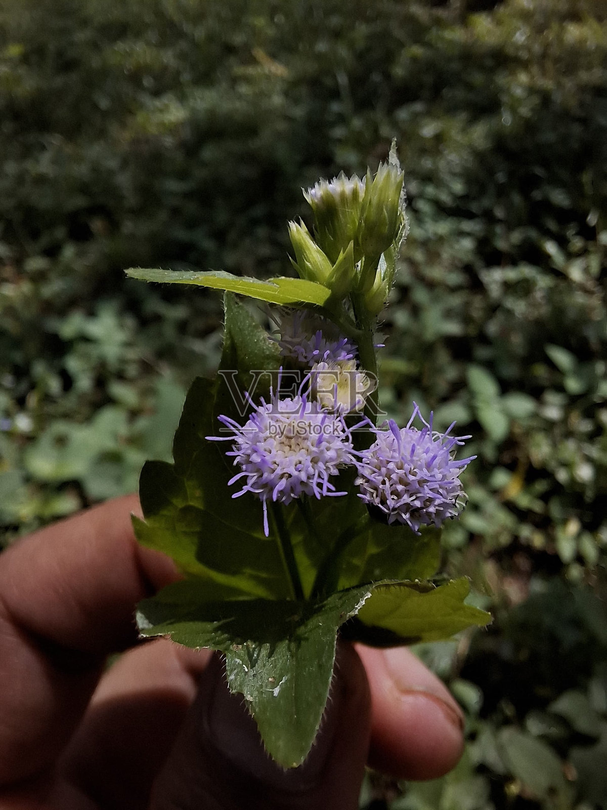 紫色小花照片摄影图片