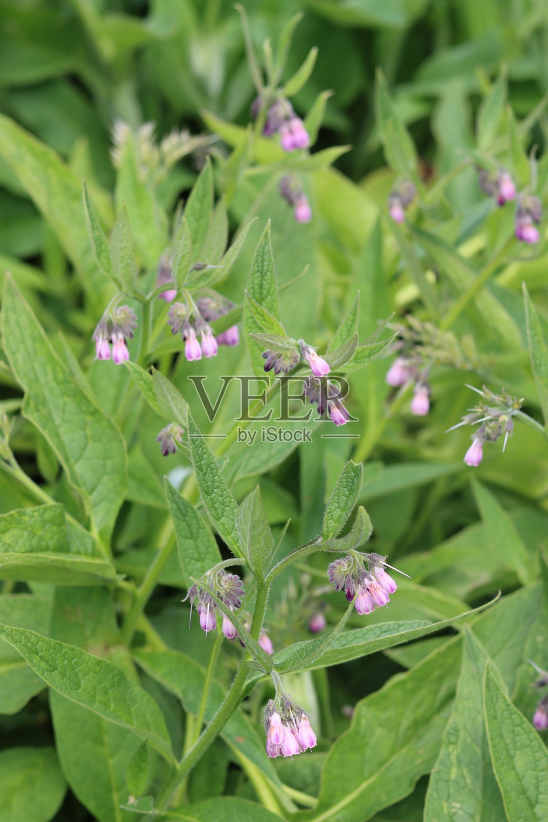 粉红色紫草花的特写照片摄影图片