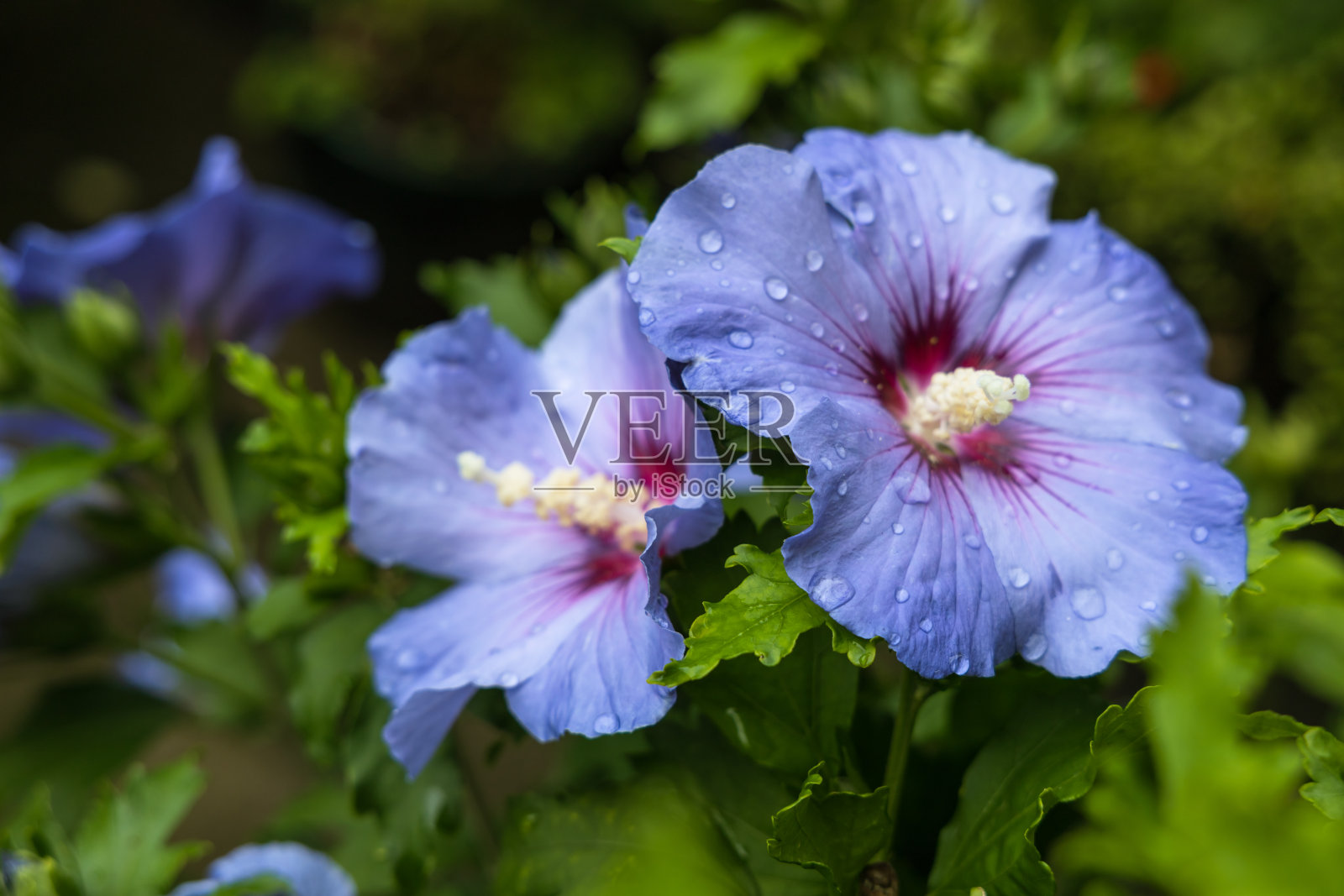 有蓝色花朵的木槿丛照片摄影图片