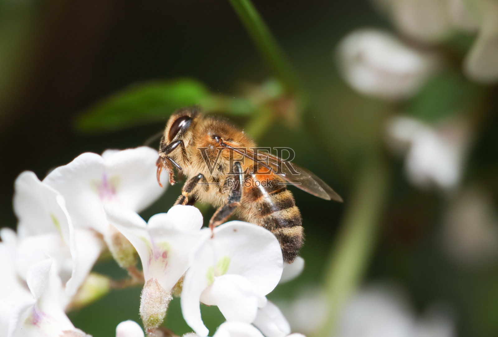 大蜜蜂照片摄影图片