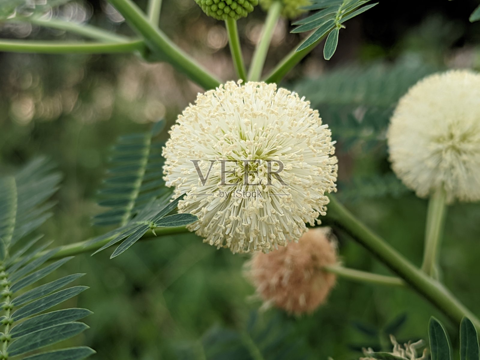 Lamtoro (Leucaena leucocephala)是一种来自豆科(豆科，豆科)的灌木。照片摄影图片