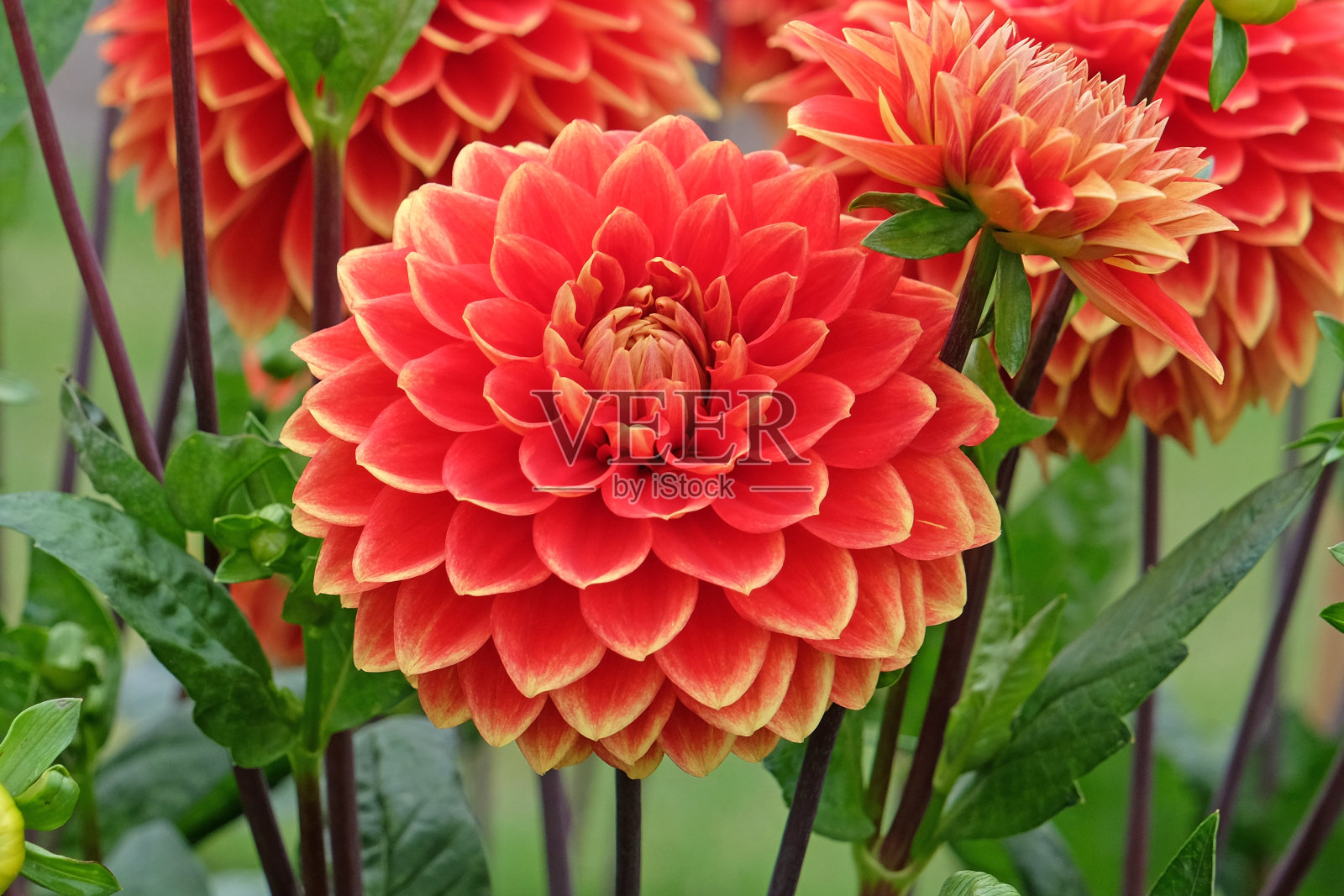 红色和黄色装饰大丽花贝蒂娜Verbeek。照片摄影图片