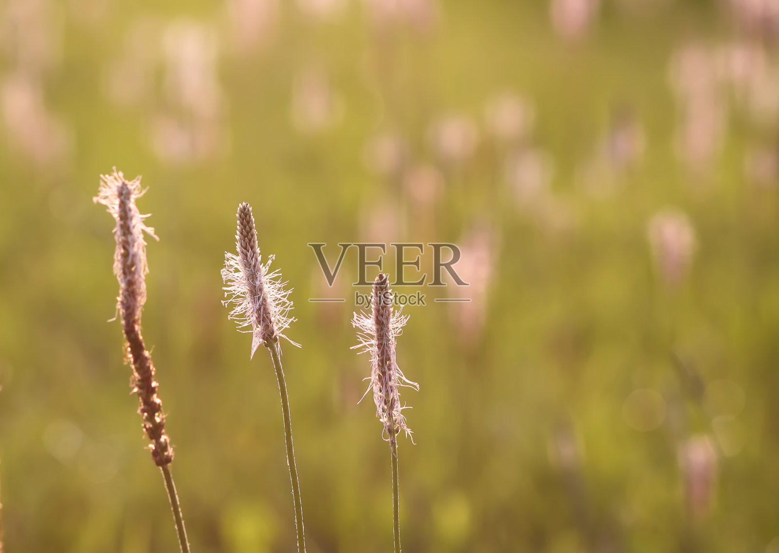 药用植物车前草在开花季节。照片摄影图片
