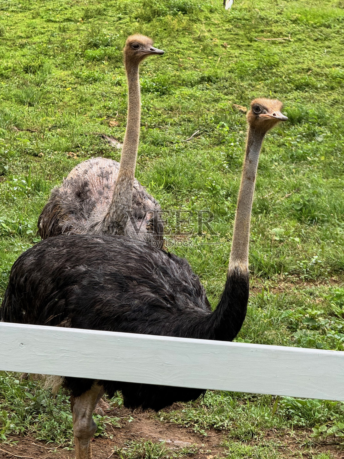 大家好照片摄影图片