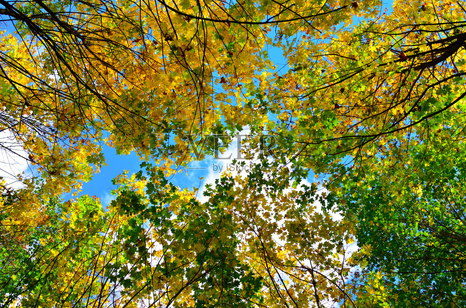 秋天，树上五颜六色的树叶映衬着蓝天照片摄影图片