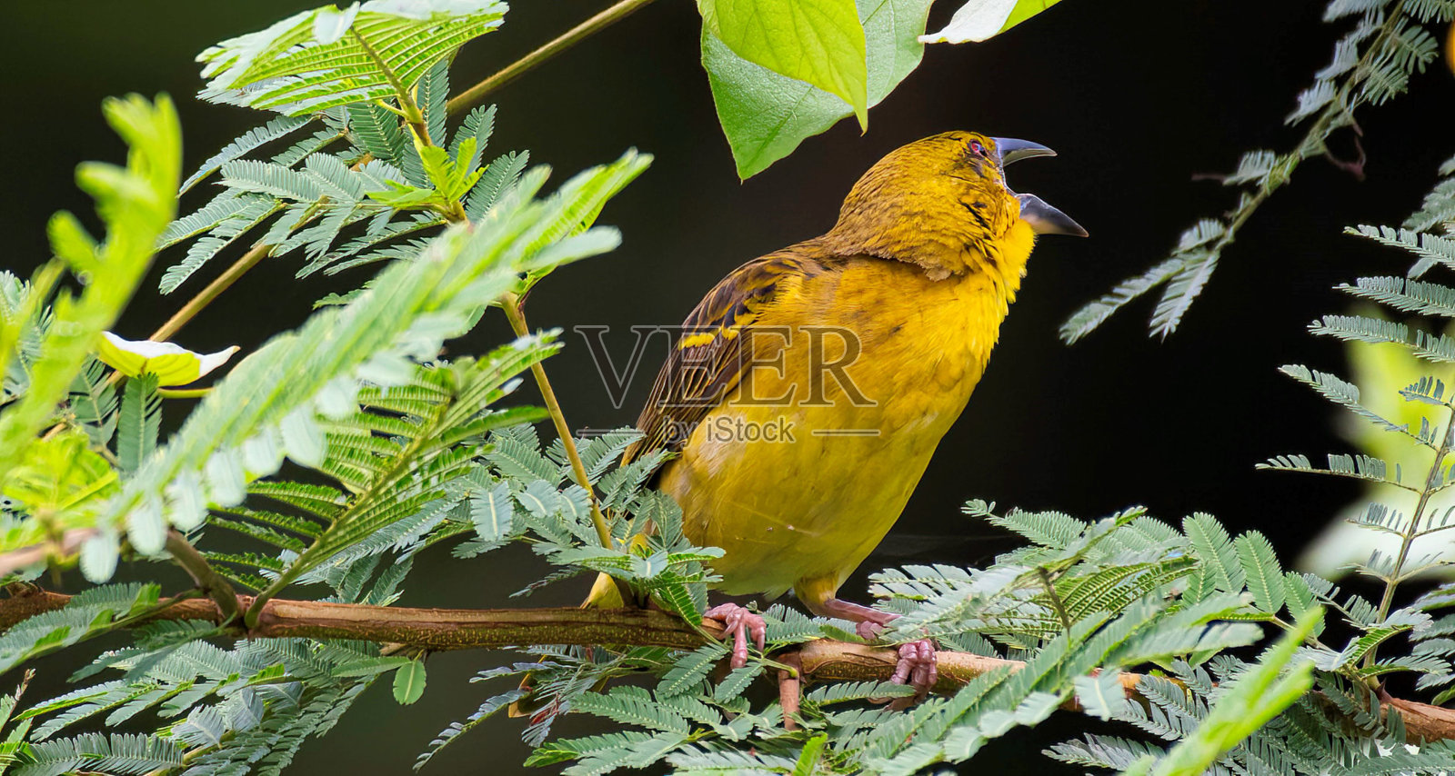 黄色的织鸟在树上唱歌照片摄影图片