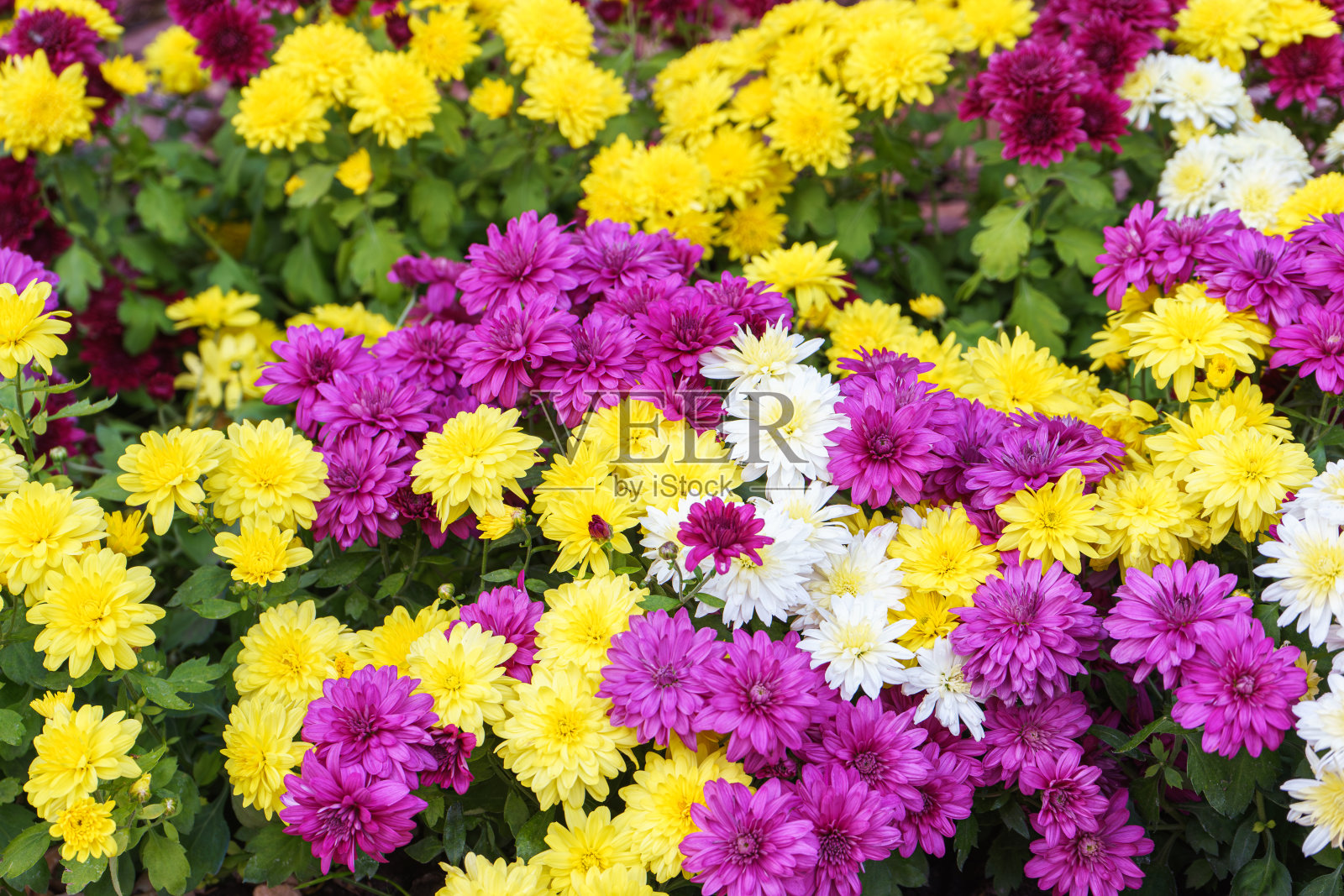 秋天的花园里，鲜艳的粉红色、白色和黄色的菊花丛照片摄影图片