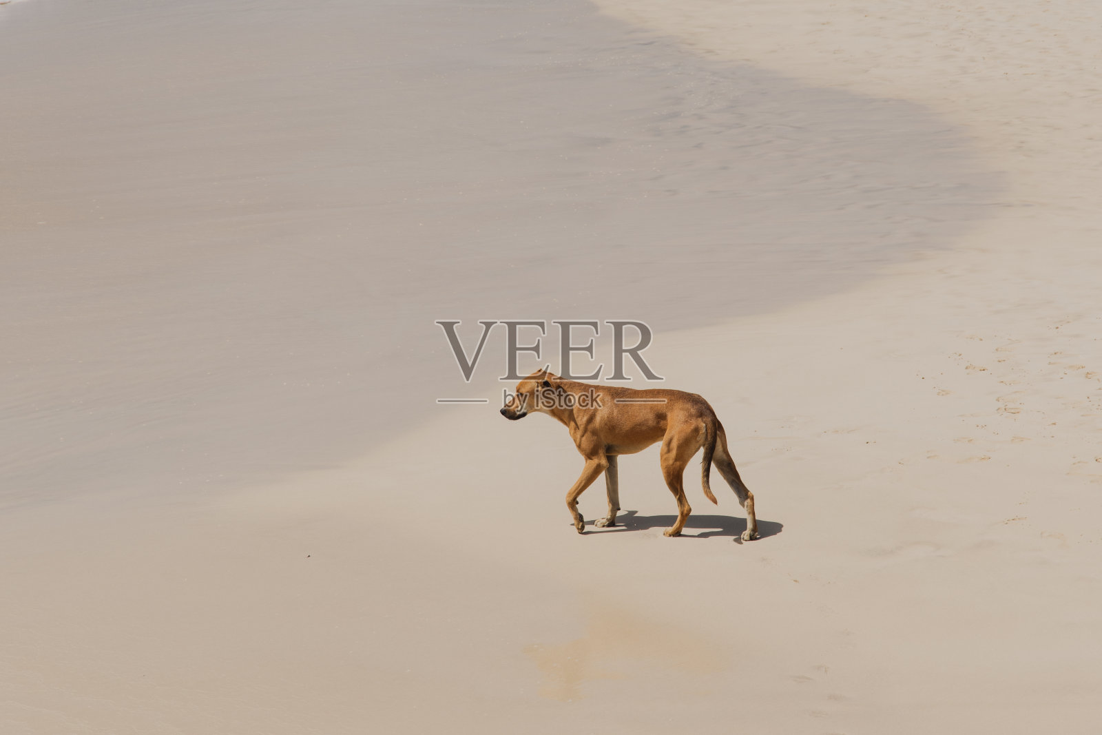 沙滩上一只野狗的特写照片摄影图片