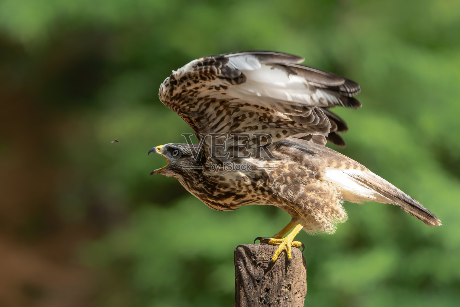 一只普通的秃鹰站在森林里的杆子上照片摄影图片