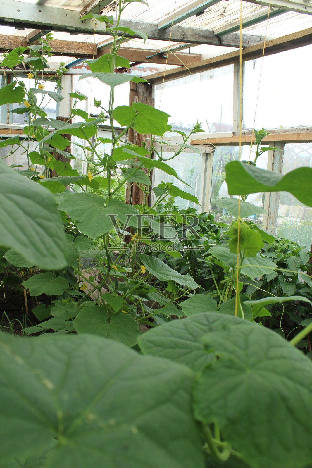 温室里的黄瓜。种植黄瓜类蔬菜。生态与农业照片摄影图片