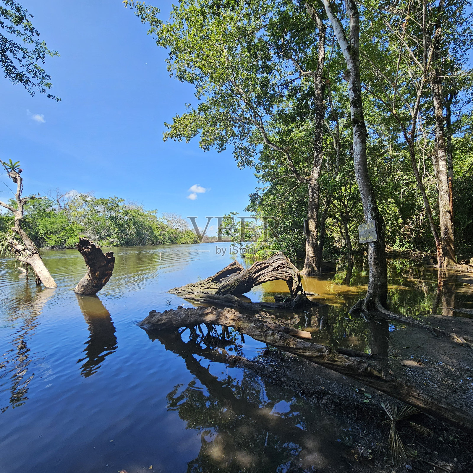 在老虎湖国家公园-丛林。照片摄影图片