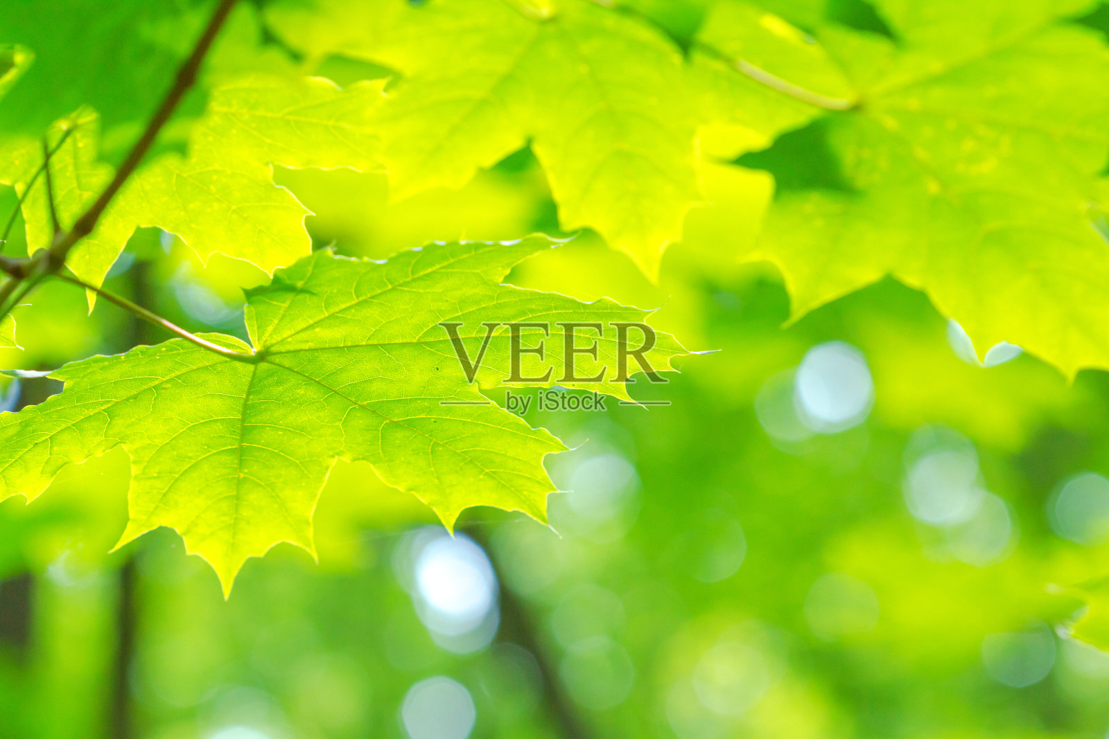 春天的风景，背景——在一个阳光明媚的日子里，落叶林中树枝上的枫叶照片摄影图片