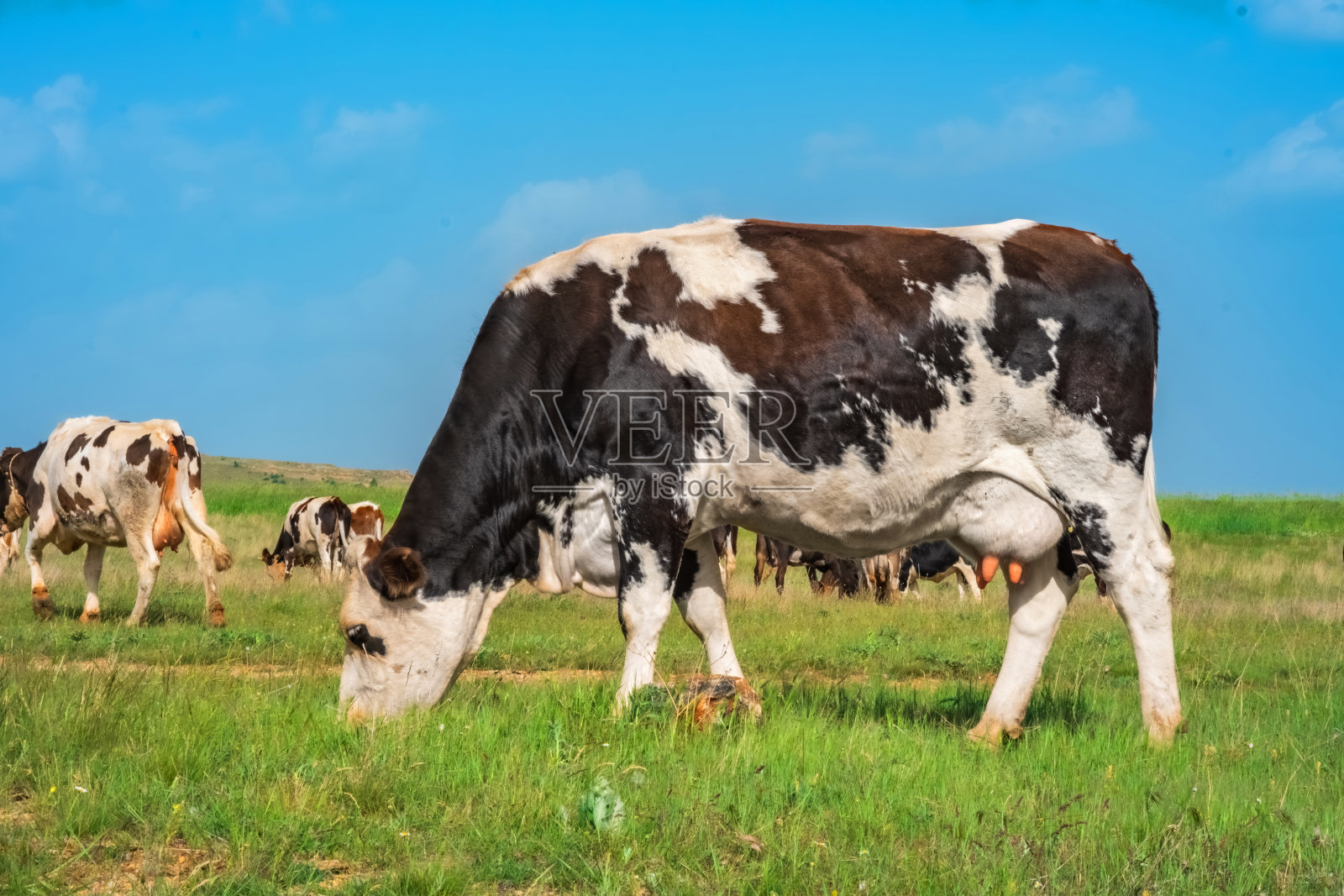 奶牛，一群奶牛在绿色的草地上吃草。照片摄影图片