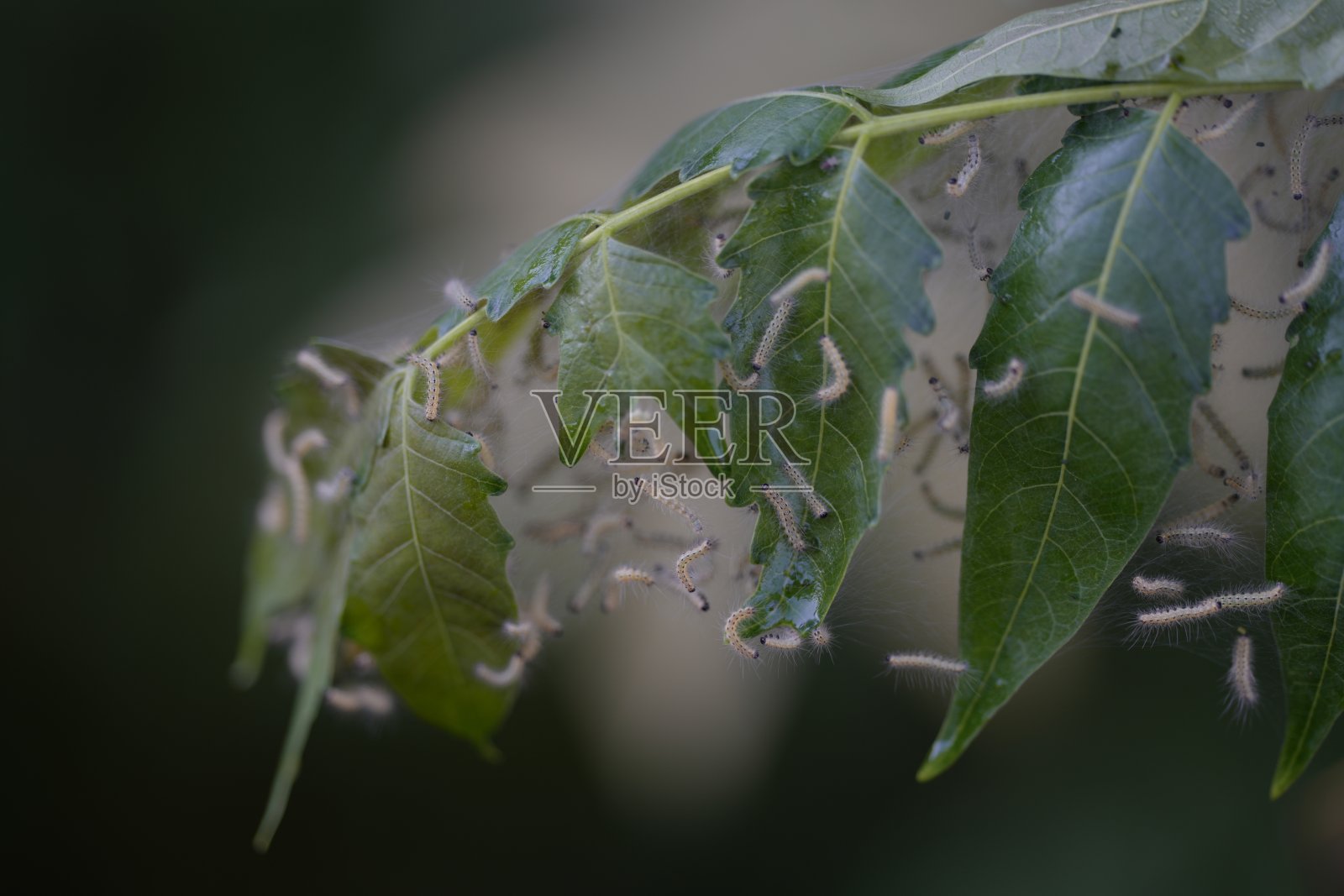 树枝上的蚕照片摄影图片