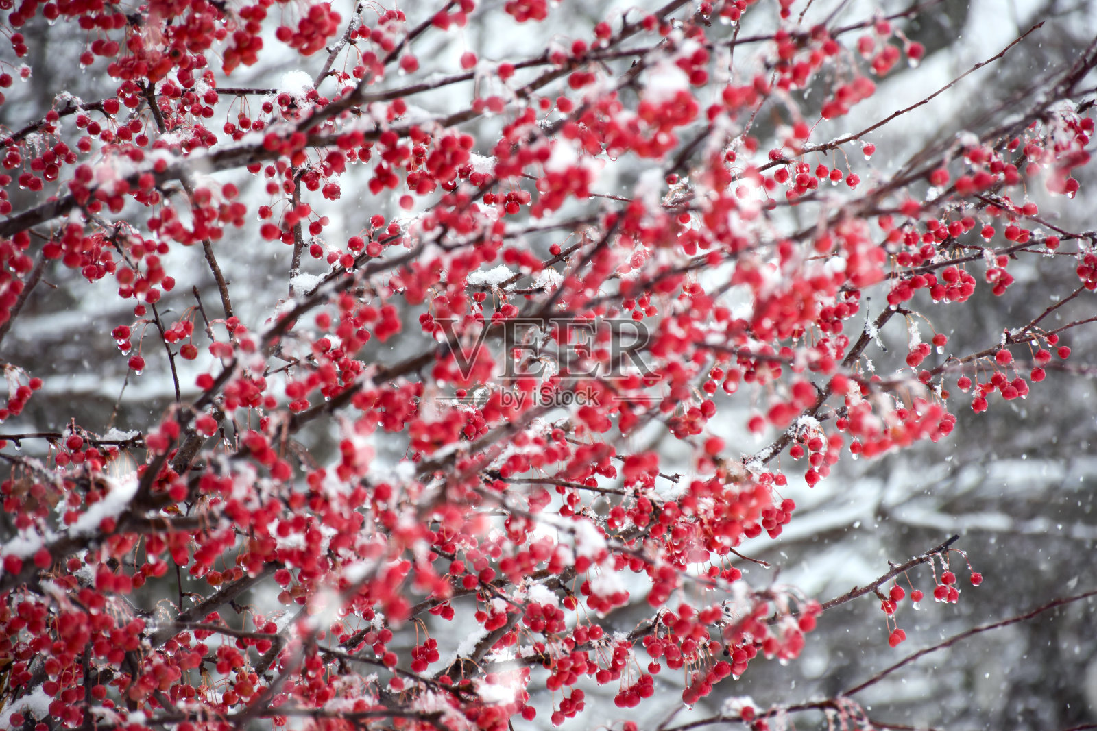 冬天下雪时，树枝上挂满了红海棠照片摄影图片