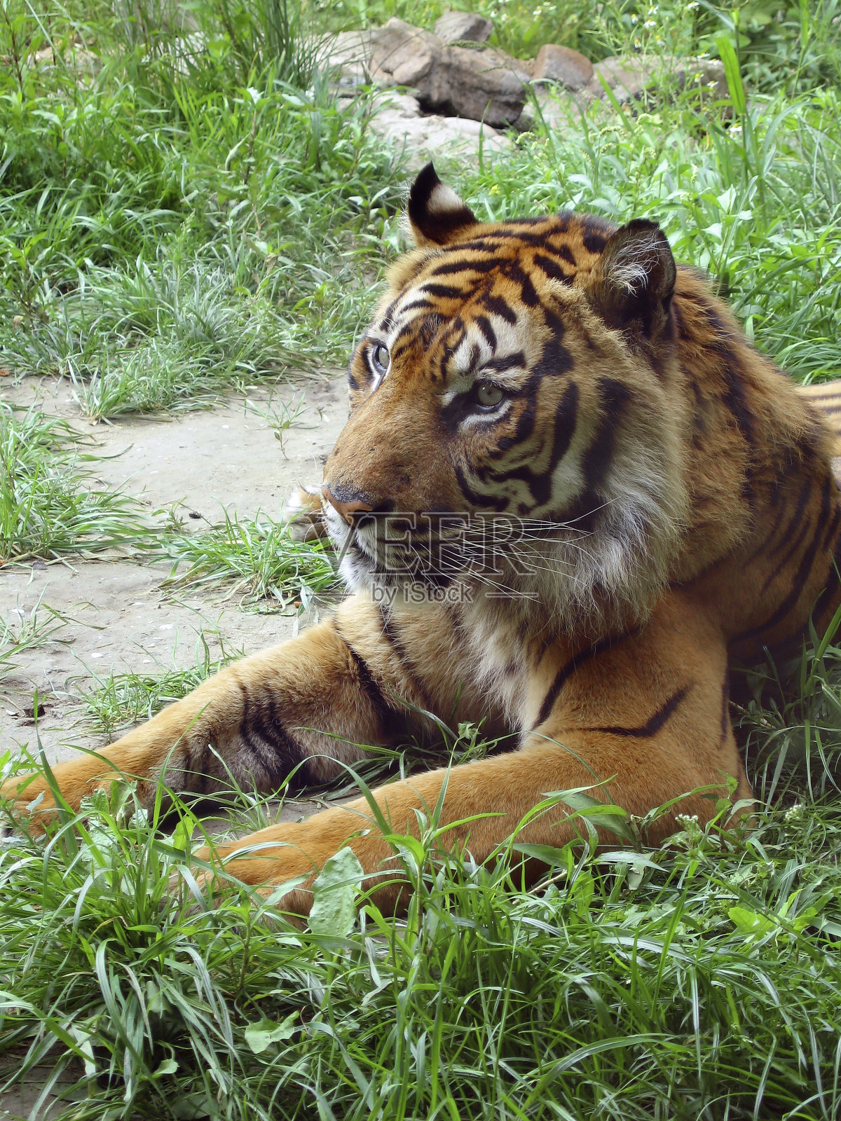 老虎躺在公园外面照片摄影图片