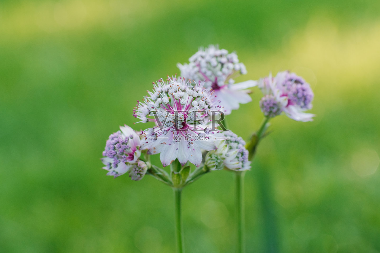 夏天花园里娇嫩的粉红色阿斯特兰花照片摄影图片