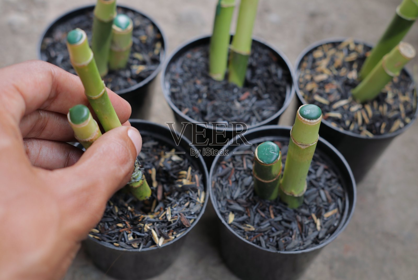 龙血树属植物sanderiana照片摄影图片