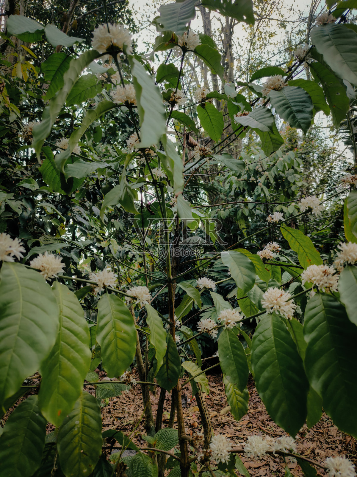 植物照片摄影图片