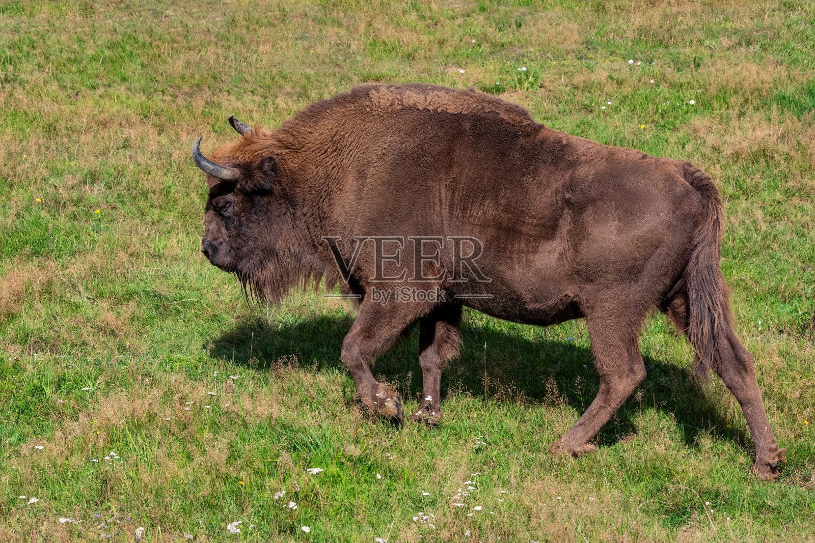 欧洲野牛，波纳索斯，波兰——牛科，偶蹄目的一种胎盘哺乳动物。野牛是欧洲最大的陆地哺乳动物照片摄影图片
