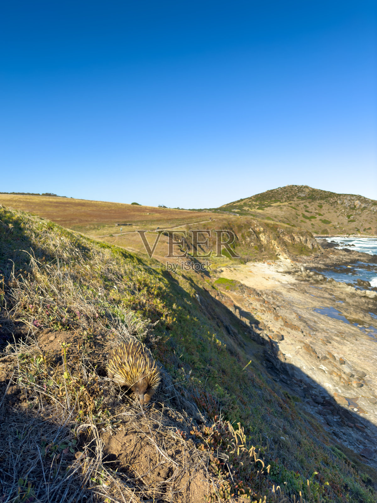 南澳大利亚海森小径上的针鼹照片摄影图片