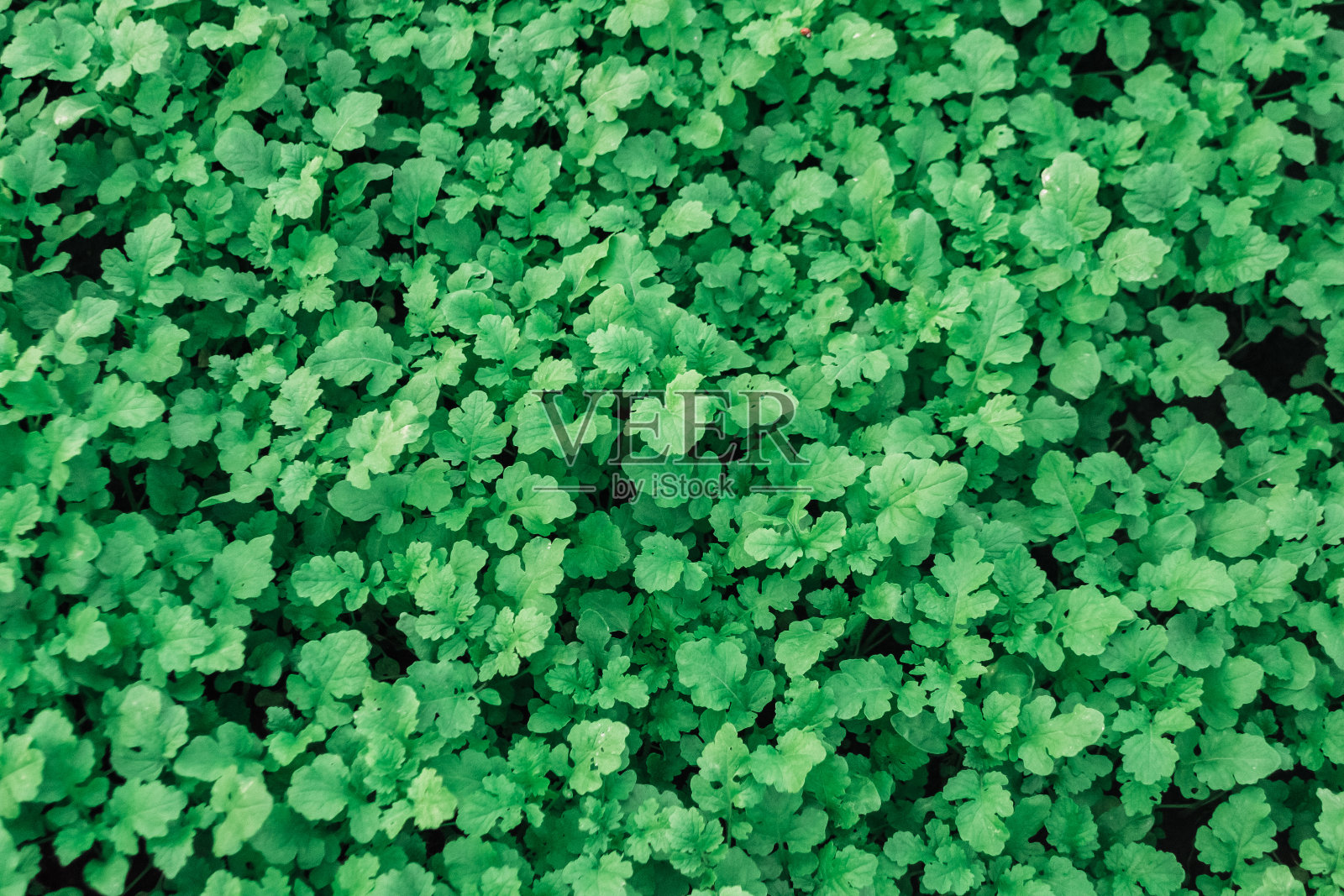 一片郁郁葱葱的绿地，长满了许多叶子照片摄影图片