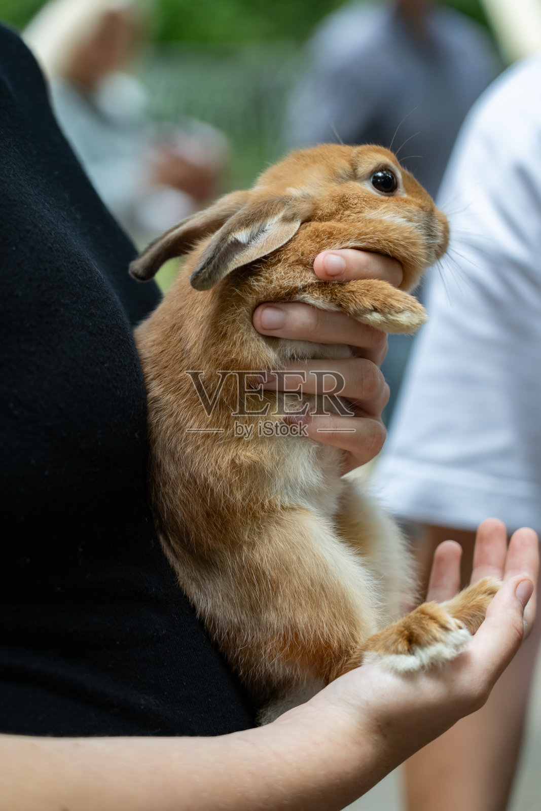 在儿童公园里，一个女孩怀里抱着一只兔子照片摄影图片