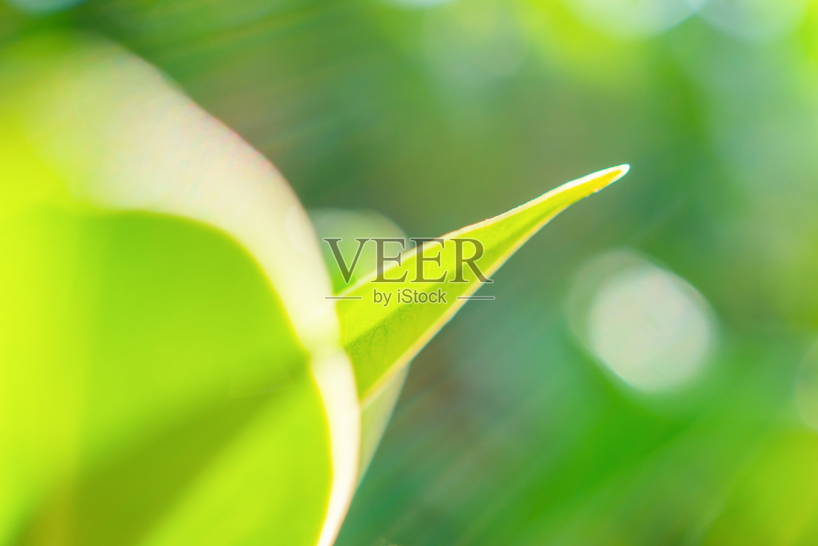 自然植物绿叶在花园与散景背景照片摄影图片