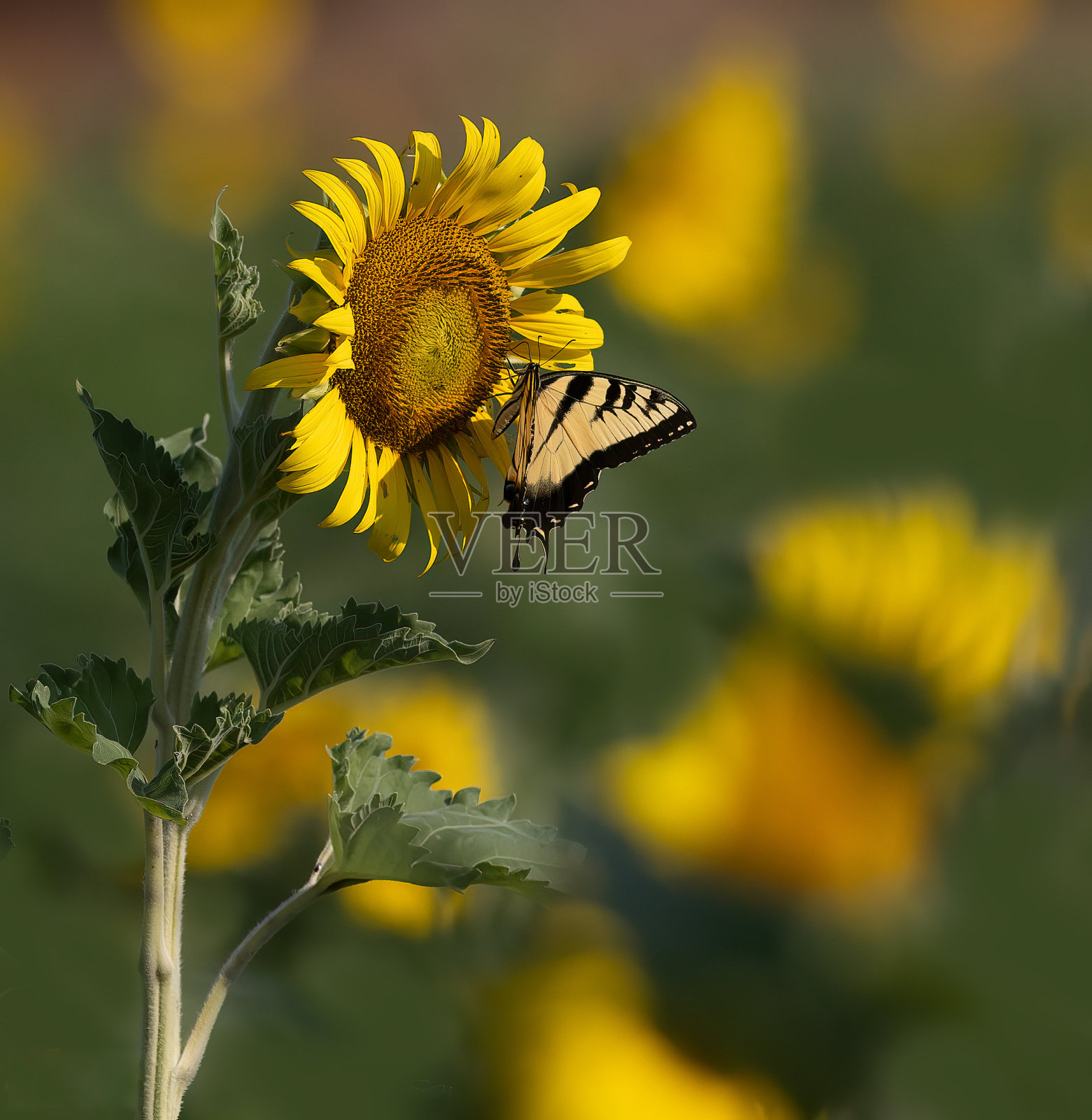 蝴蝶与花照片摄影图片