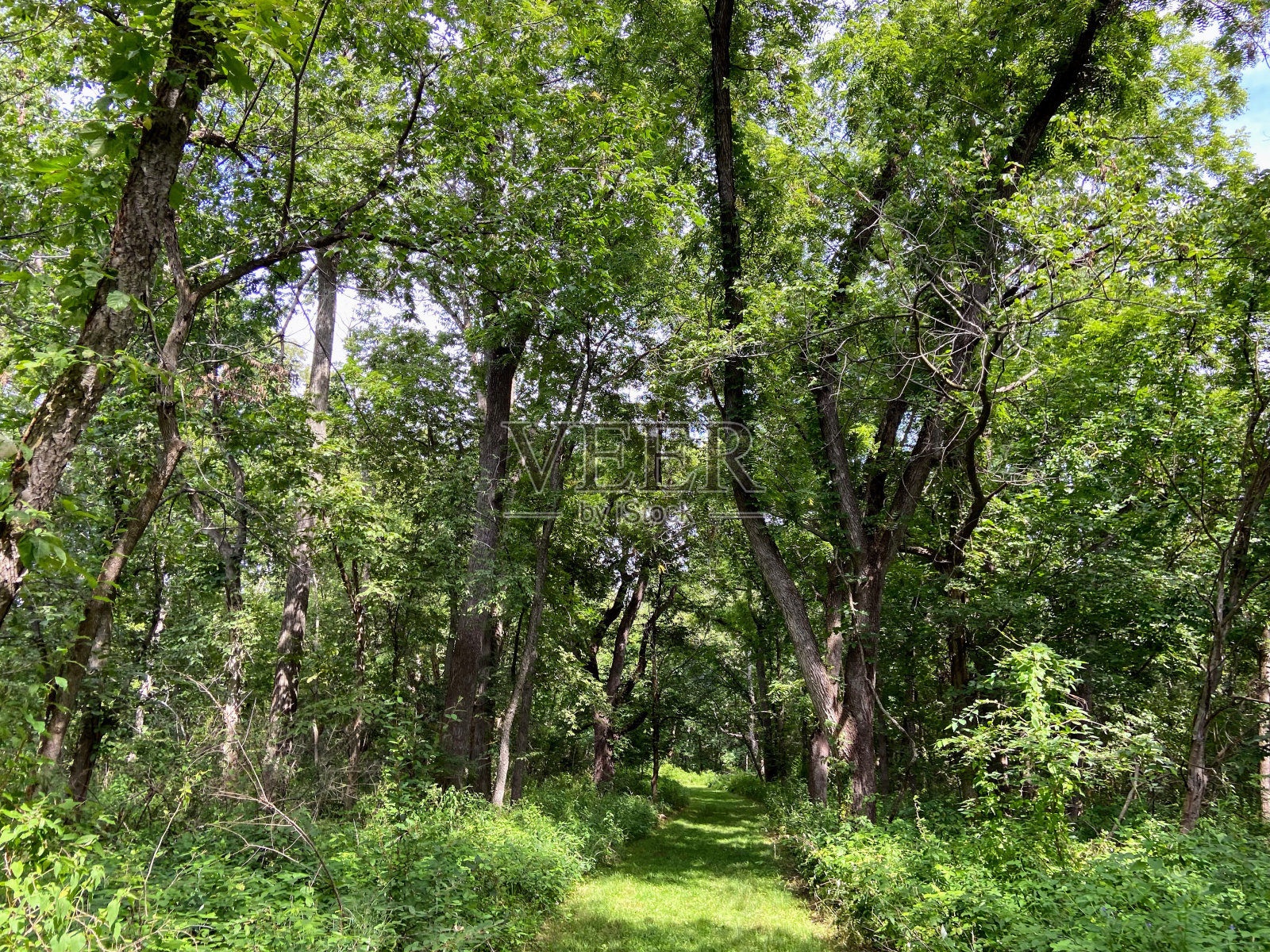 爱荷华州麦克布莱德湖州立公园照片摄影图片