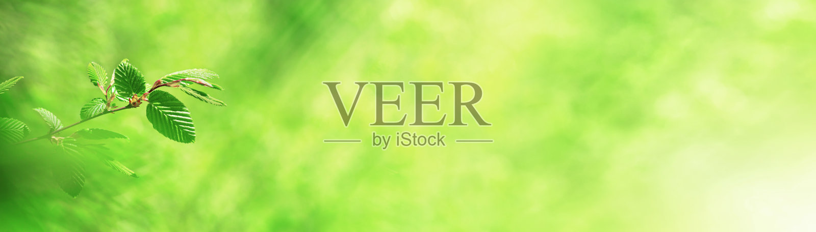 春天的背景，水平横幅-在一个阳光明媚的日子里，山毛榉树叶在森林的树枝上照片摄影图片