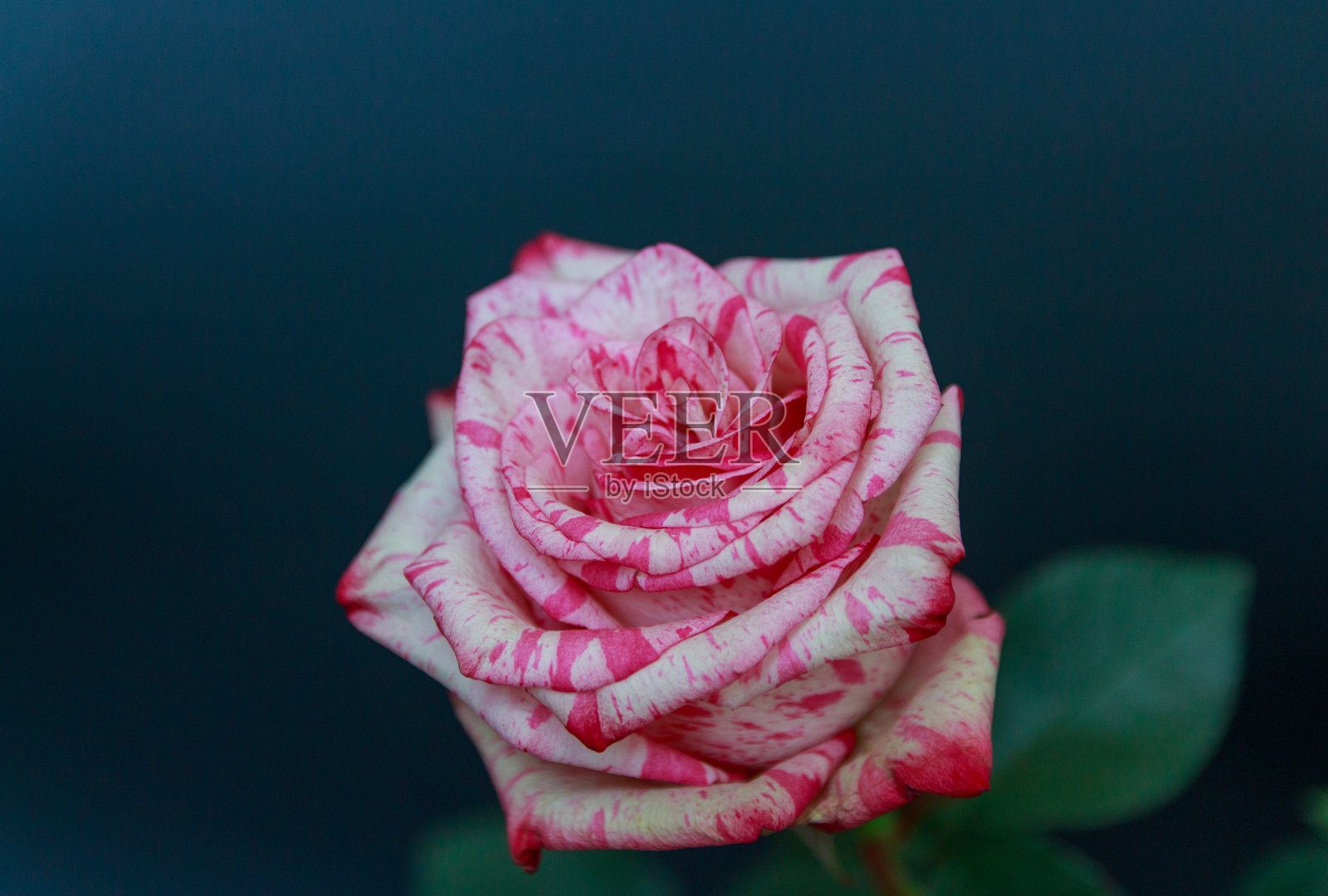 黑色背景上精致的白粉色玫瑰照片摄影图片