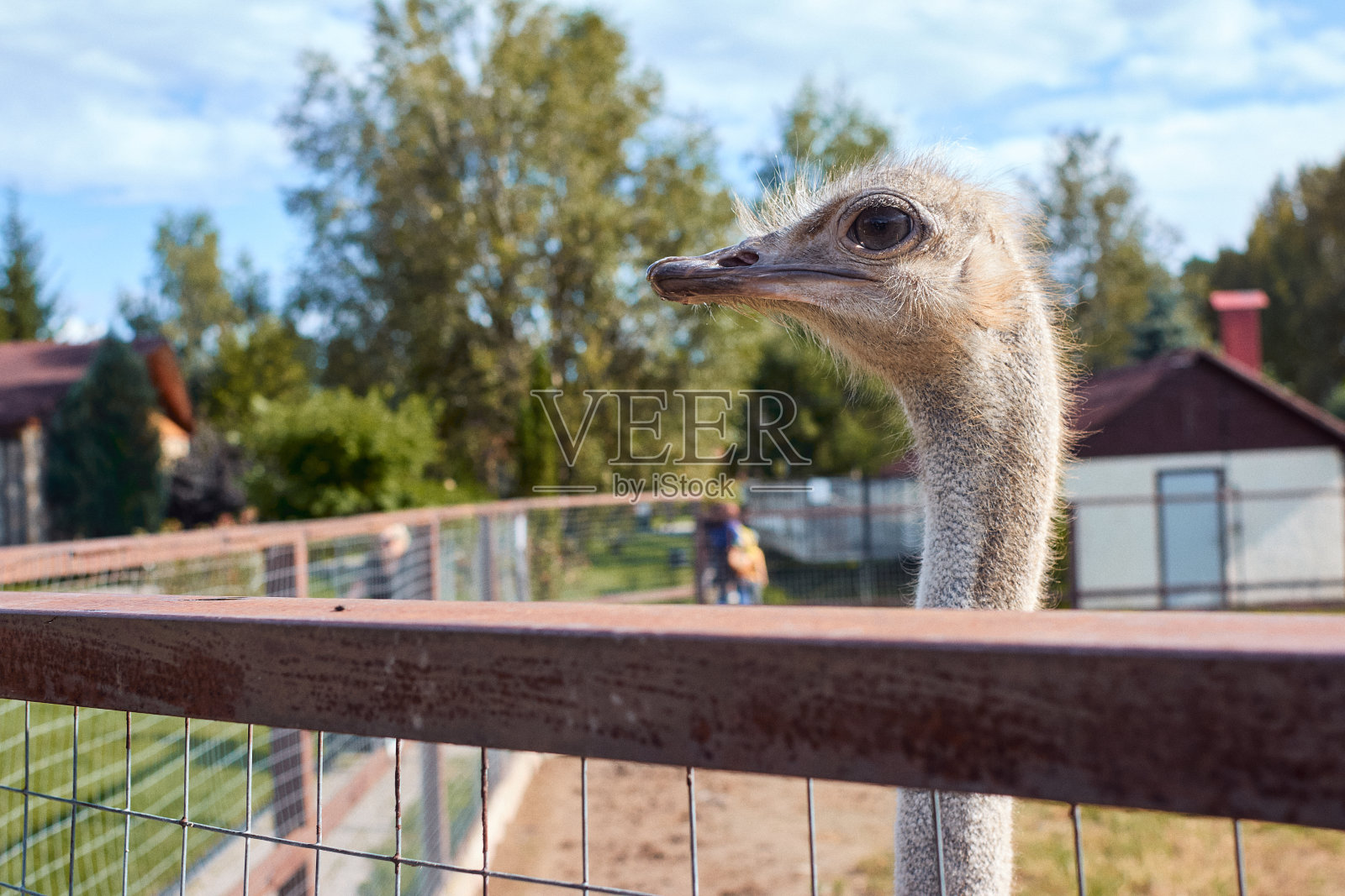 鸵鸟头照片摄影图片