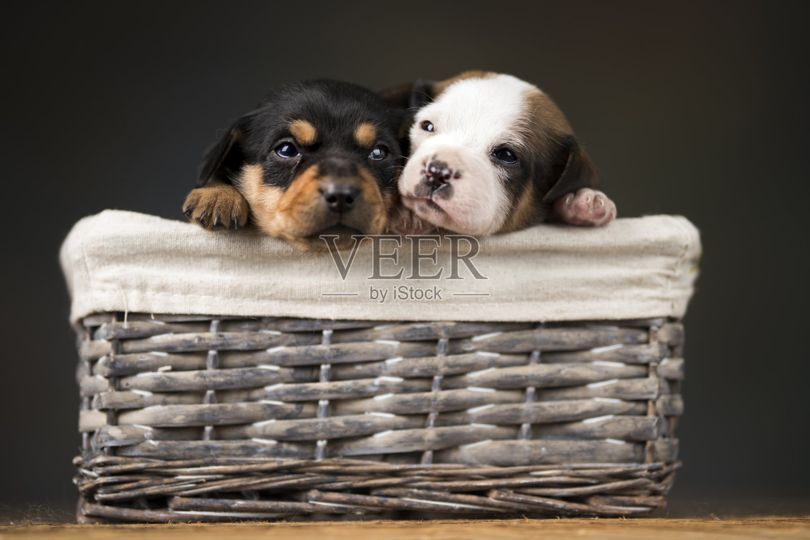 在柳条篮子里的小狗照片摄影图片