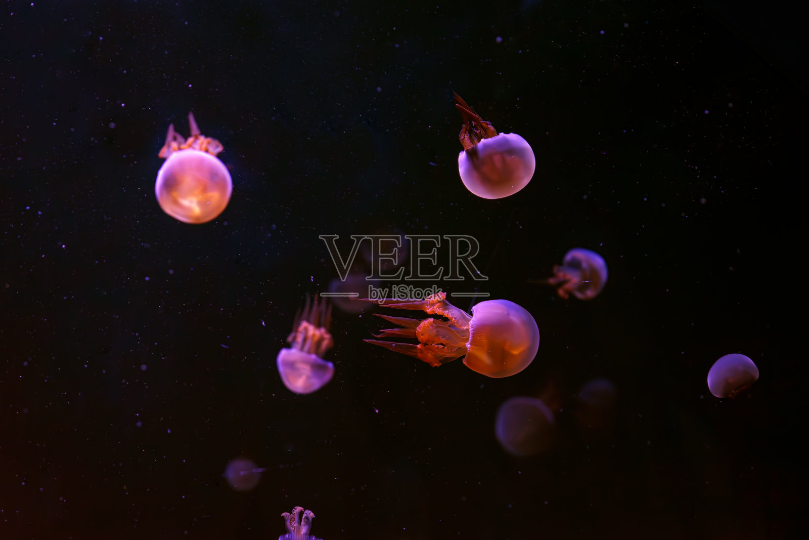 一群火焰水母在粉红色霓虹灯的水族箱里游泳照片摄影图片