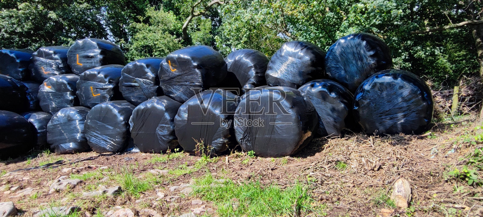 一捆捆的干草，青贮饲料，用黑色塑料包裹在农田里。家畜食品，饲养家畜、牧场、牧场、牧场。照片摄影图片