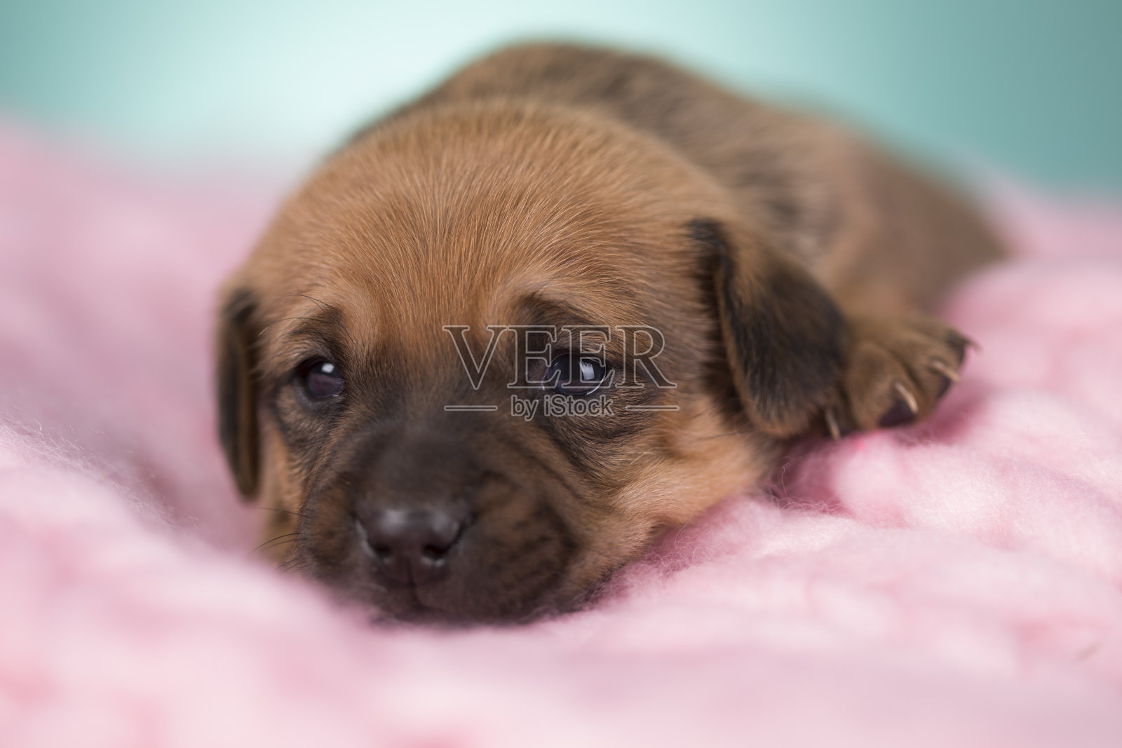 在毯子上睡觉的狗照片摄影图片