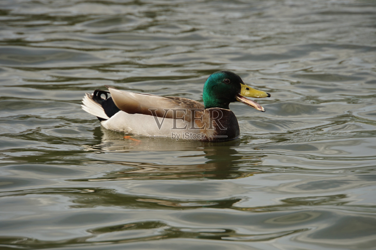 嘎嘎叫的绿头鸭照片摄影图片
