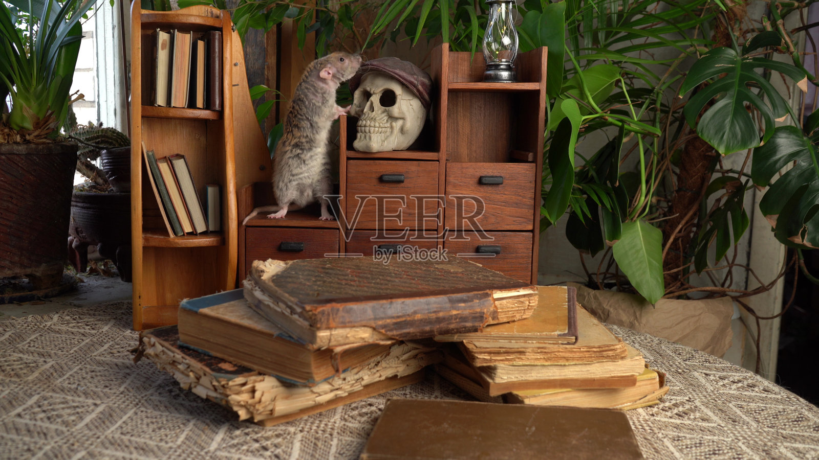 灰老鼠，头骨和旧书。照片摄影图片