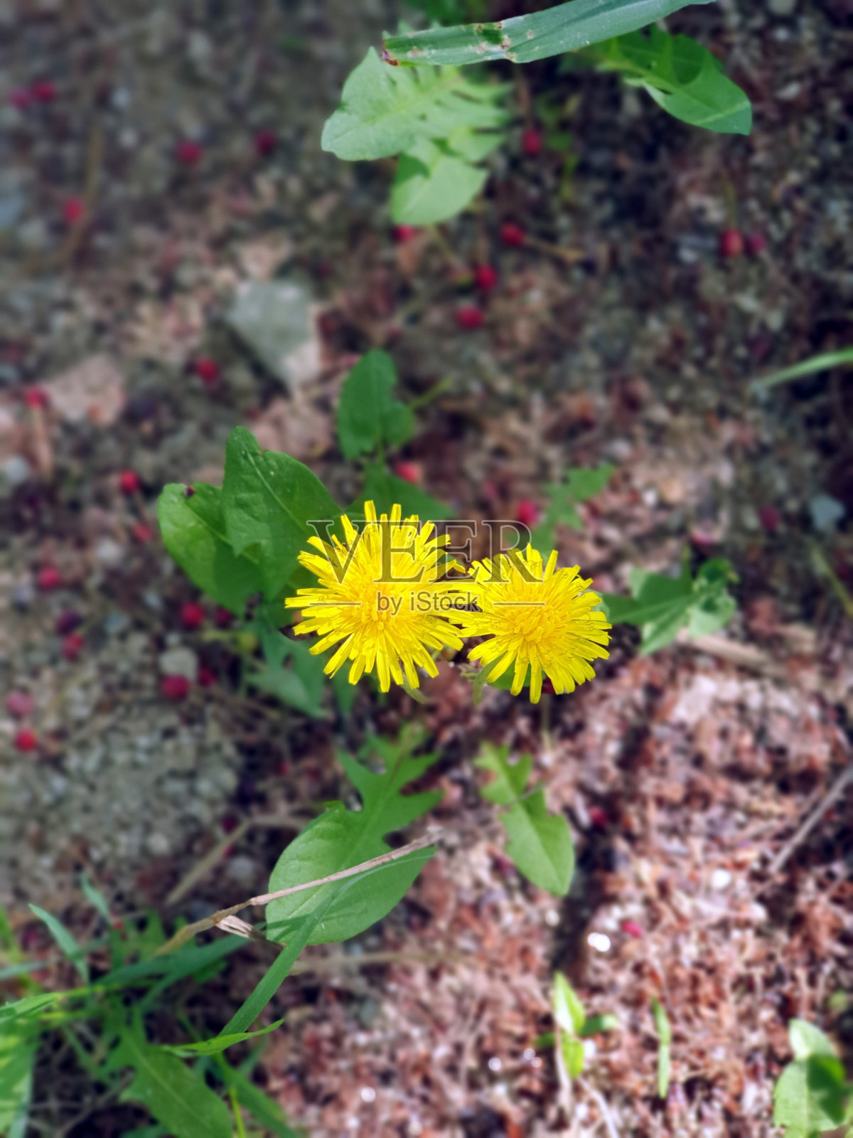 蒲公英2照片摄影图片