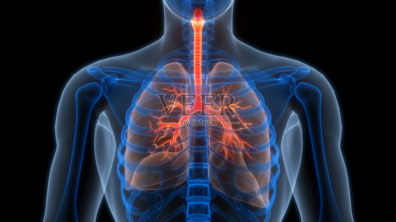 人体呼吸系统肺解剖照片摄影图片