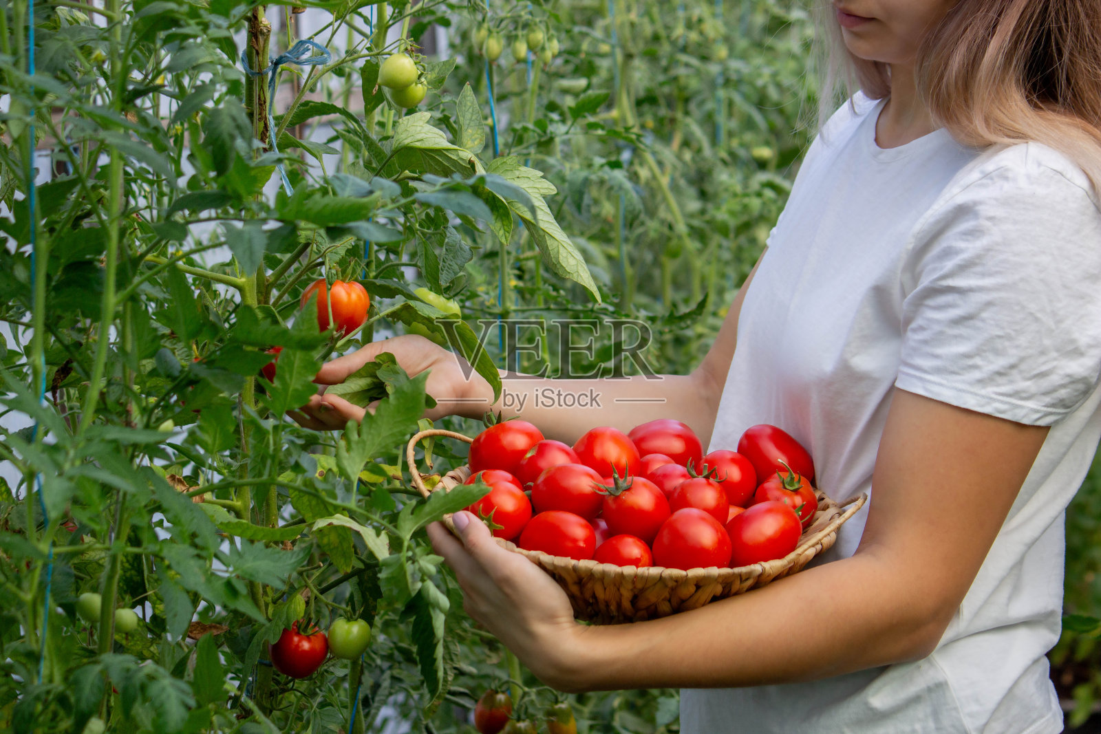 一个女人手里拿着新鲜成熟的西红柿。有选择性的重点照片摄影图片