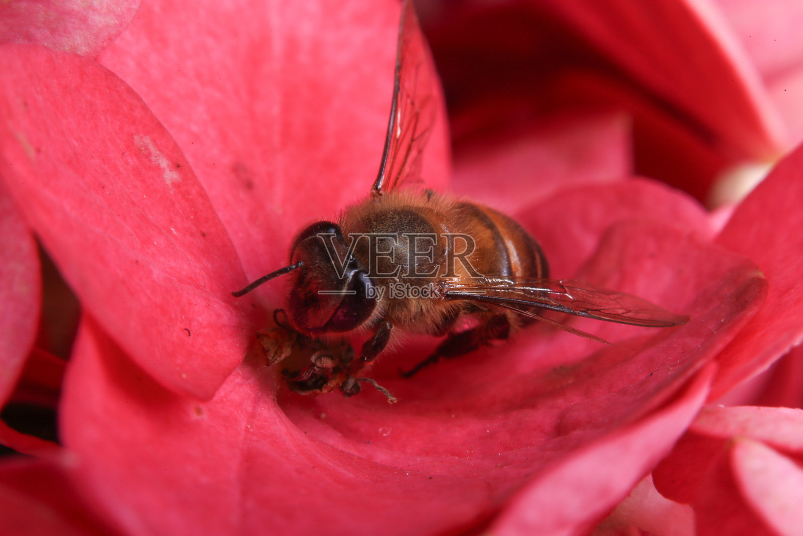 蜜蜂在粉色绣球花上，近距离照片摄影图片