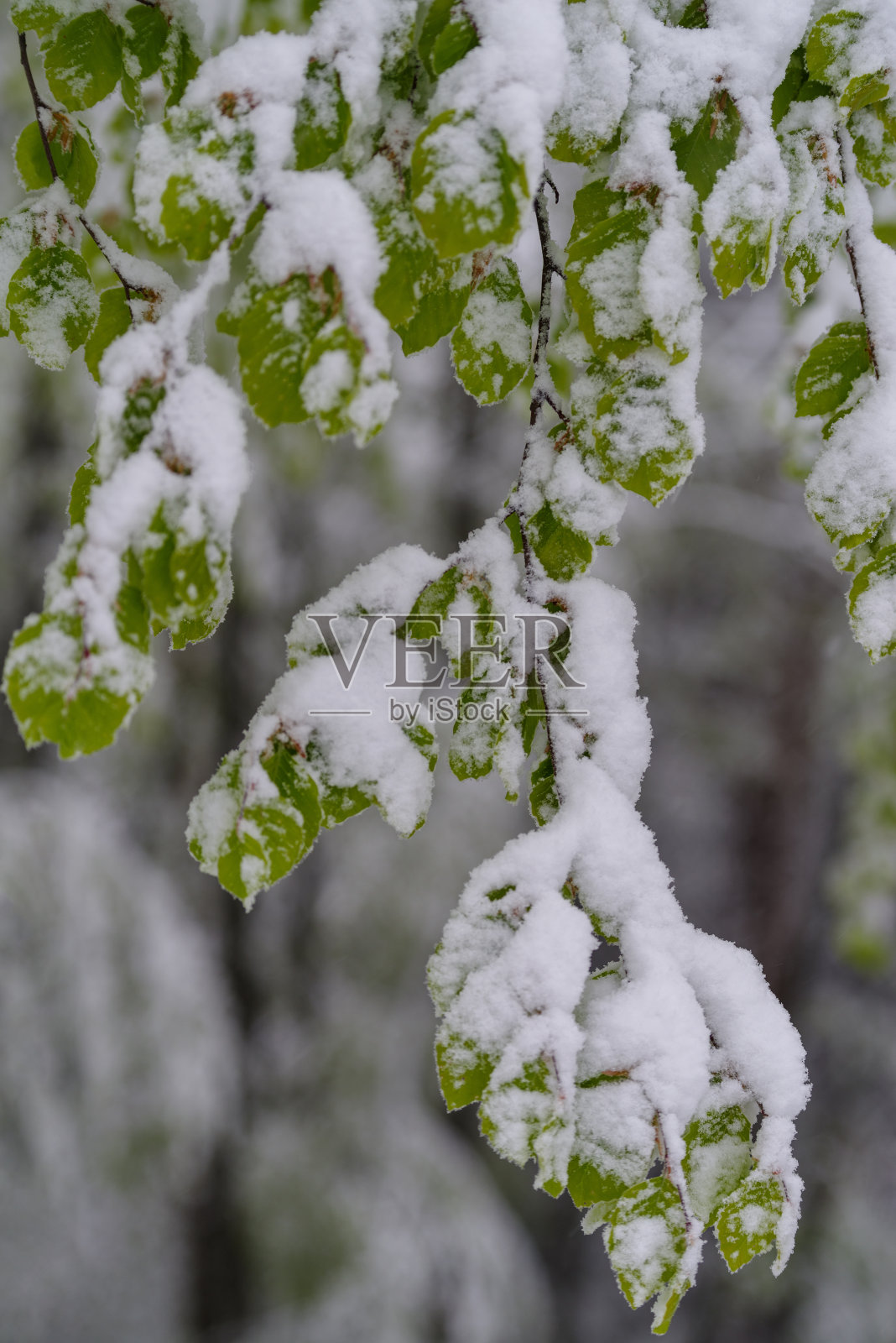 春天，森林里的绿叶被雪覆盖着照片摄影图片